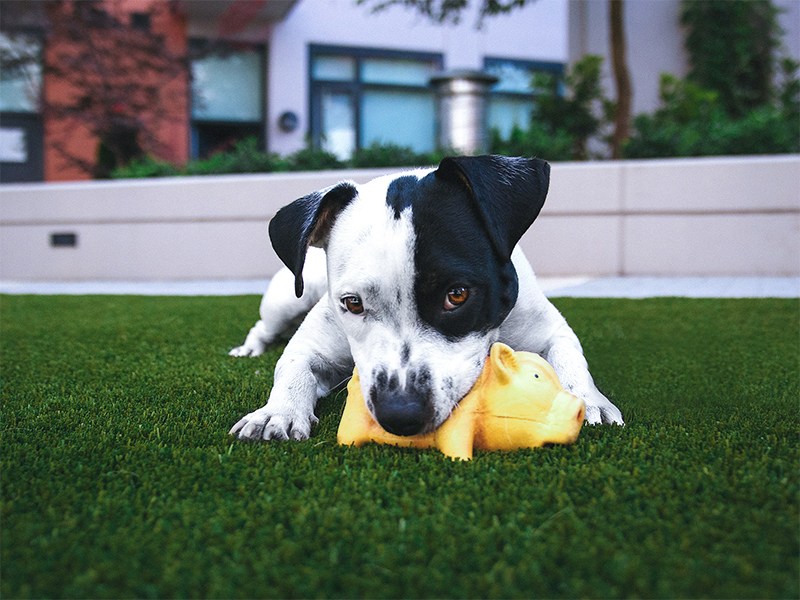 Pets-Turf